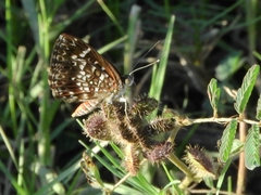 Aricoris propitia