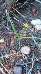 Hypoxis floccosa