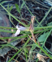 Lobelia linearis