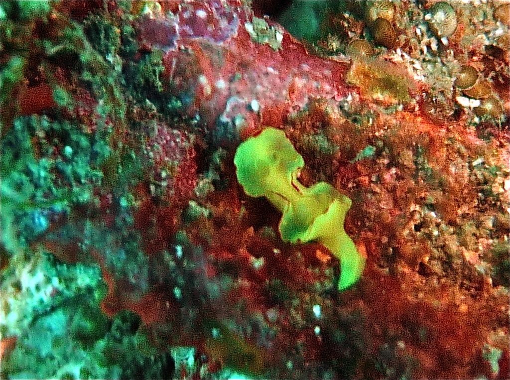 Lemon-drop Longtail Dorid