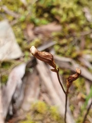 Gastrodia minor