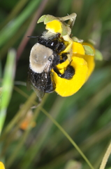 Centris cineraria