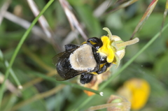 Centris cineraria