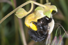 Centris cineraria