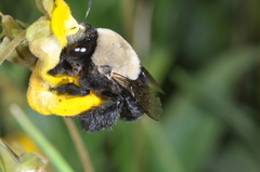 Centris cineraria