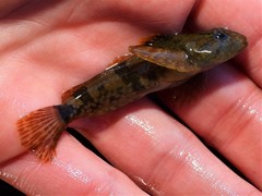 Cottus caeruleomentum