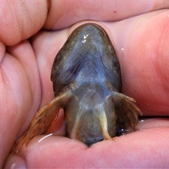 Cottus caeruleomentum