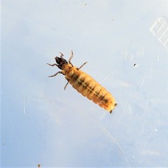 Glossosomatidae