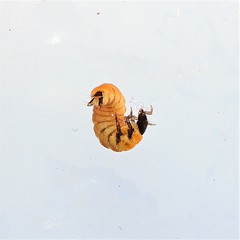 Glossosomatidae