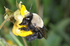 Centris cineraria