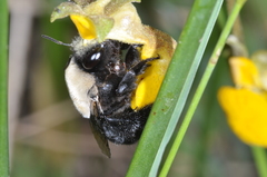 Centris cineraria