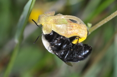 Centris cineraria