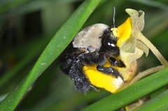 Centris cineraria