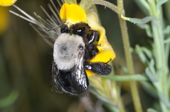 Centris cineraria