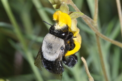Centris cineraria