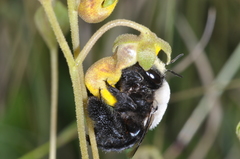 Centris cineraria