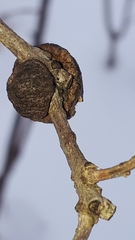 Disholcaspis quercusmamma