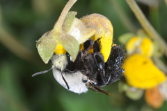 Centris cineraria