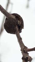 Disholcaspis quercusmamma
