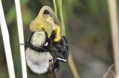 Centris cineraria