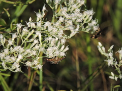 Hymenia perspectalis
