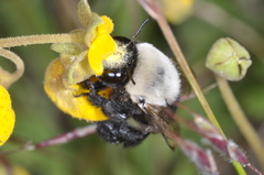 Centris cineraria