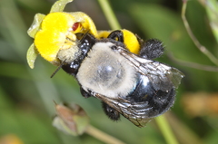 Centris cineraria