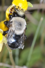 Centris cineraria
