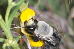 Centris cineraria