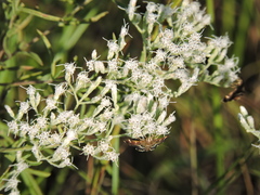 Hymenia perspectalis