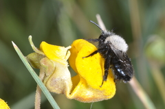 Chalepogenus caeruleus