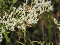 Hymenia perspectalis