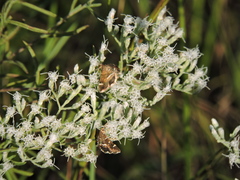 Hymenia perspectalis