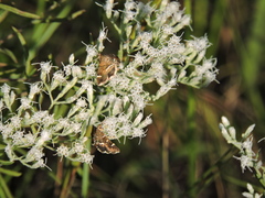Hymenia perspectalis