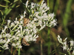 Hymenia perspectalis