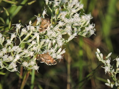 Hymenia perspectalis