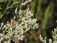 Hymenia perspectalis
