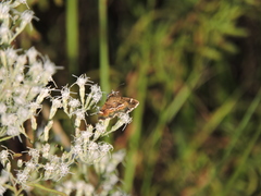 Hymenia perspectalis