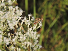 Hymenia perspectalis
