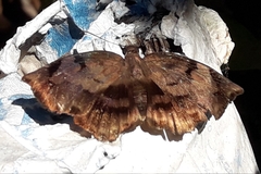 Achlyodes busirus heros