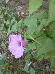 Ipomoea splendor-sylvae