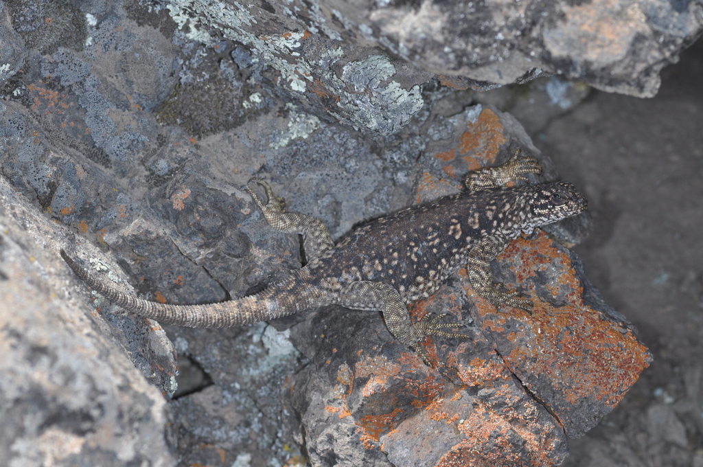 Climber Lizard