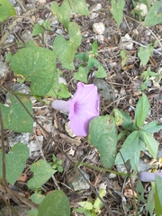 Ipomoea splendor-sylvae