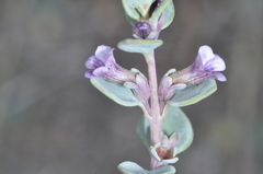 Melosperma andicola