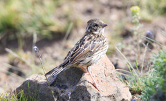 Zonotrichia capensis australis