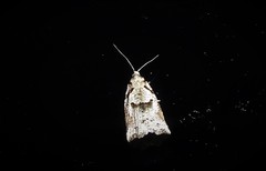 Harmologa amplexana