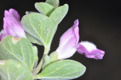 Scutellaria nummulariifolia