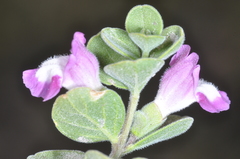 Scutellaria nummulariifolia