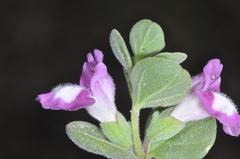 Scutellaria nummulariifolia