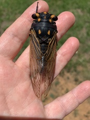 Macrotristria angularis
